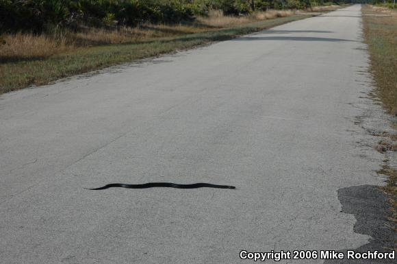 Eastern Indigo Snake (Drymarchon couperi)