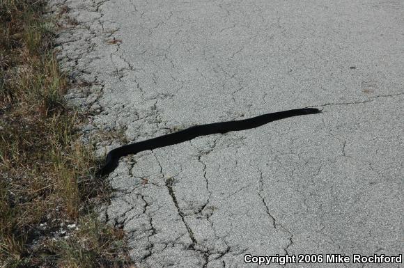 Eastern Indigo Snake (Drymarchon couperi)