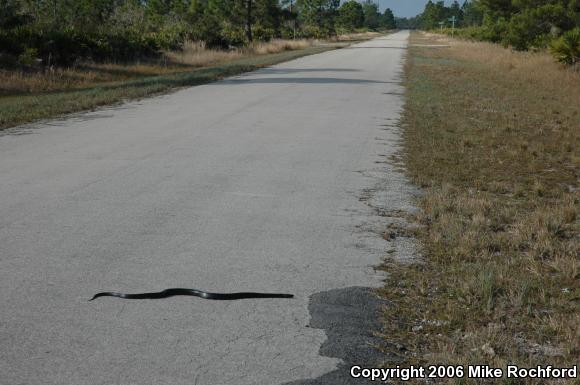 Eastern Indigo Snake (Drymarchon couperi)