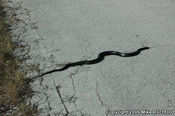 Eastern Indigo Snake (Drymarchon couperi)