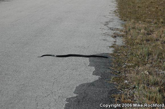 Eastern Indigo Snake (Drymarchon couperi)