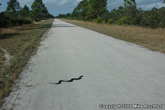 Eastern Indigo Snake (Drymarchon couperi)