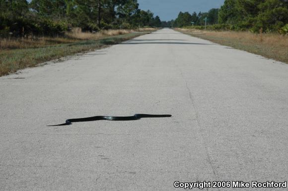 Eastern Indigo Snake (Drymarchon couperi)