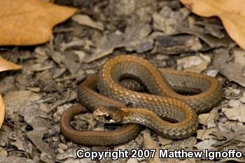 Red-bellied Snake (Storeria occipitomaculata)