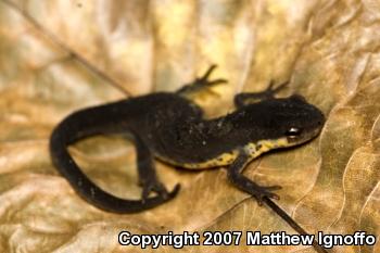 Central Newt (Notophthalmus viridescens louisianensis)