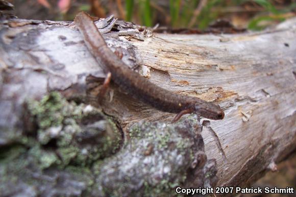 Four-toed Salamander (Hemidactylium scutatum)