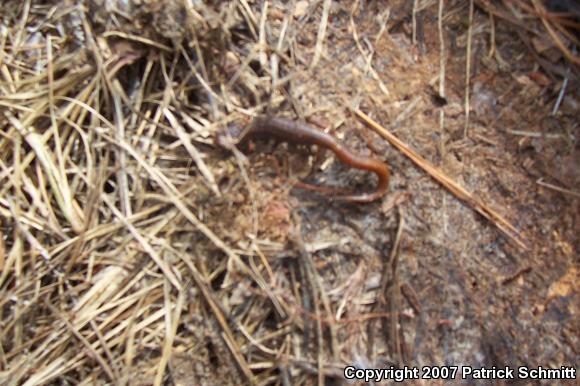 Four-toed Salamander (Hemidactylium scutatum)