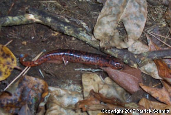 Northern Red Salamander (Pseudotriton ruber ruber)