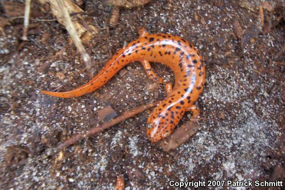 Northern Red Salamander (Pseudotriton ruber ruber)