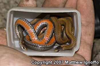 Red-bellied Snake (Storeria occipitomaculata)