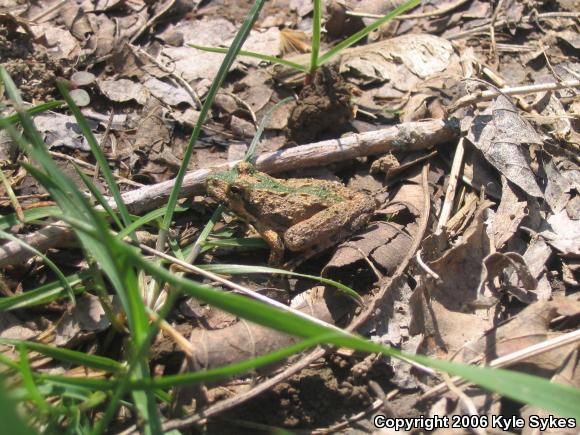 Eastern Cricket Frog (Acris crepitans crepitans)