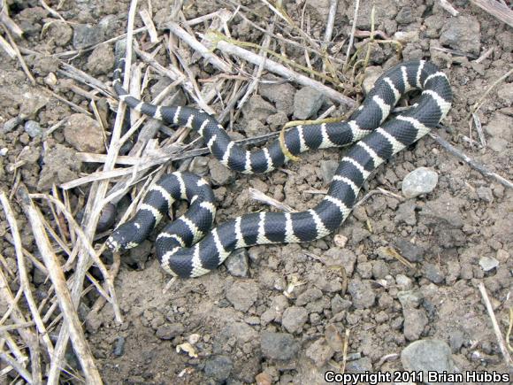 California Kingsnake (Lampropeltis getula californiae)