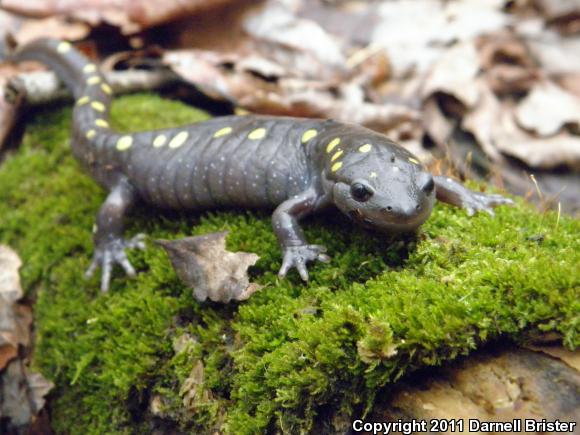 Spotted Salamander (Ambystoma maculatum)