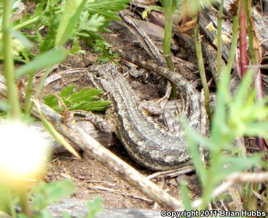 Great Basin Fence Lizard (Sceloporus occidentalis longipes)