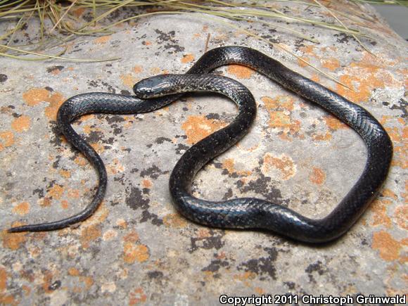 Tarascan Earth Snake (Geophis tarascae)