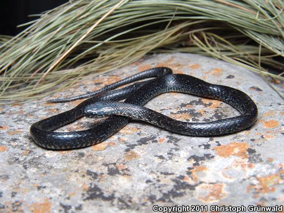 Tarascan Earth Snake (Geophis tarascae)