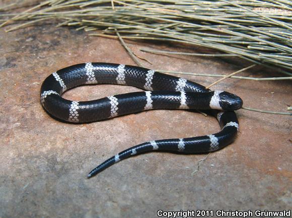 Dugès's Earth Snake (Geophis dugesii dugesii)