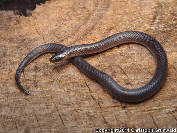 Siebold's Earth Snake (Geophis sieboldi)