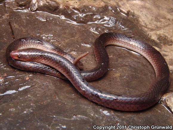 Peter's Earth Snake (Geophis petersii)