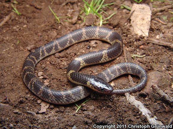 Guerreran Earth Snake (Geophis omiltemanus)