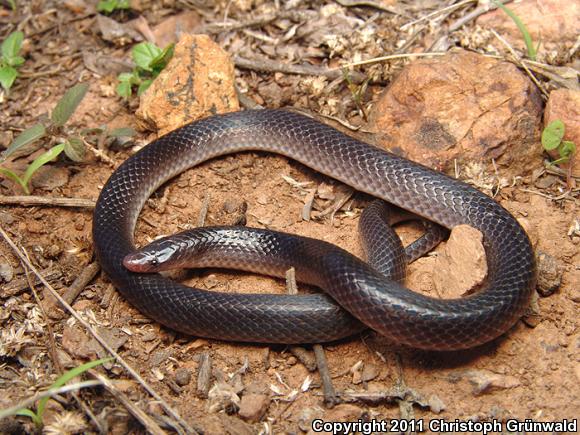 Mesa Del Sur Earth Snake (Geophis dubius)