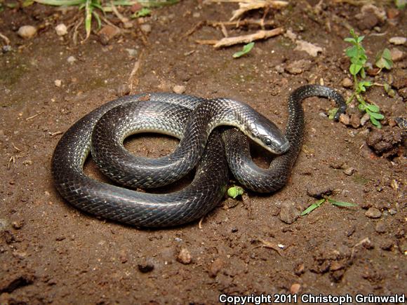 Mexican Plateau Earth Snake (Geophis bicolor)