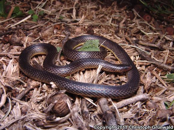 Central American Earth Snakes (Geophis)