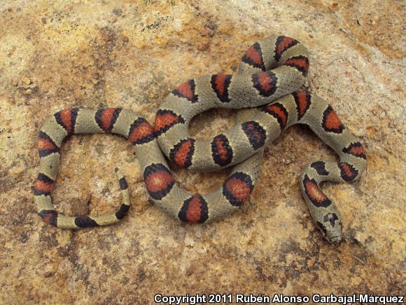 Greer's Mountain Kingsnake (Lampropeltis mexicana greeri)