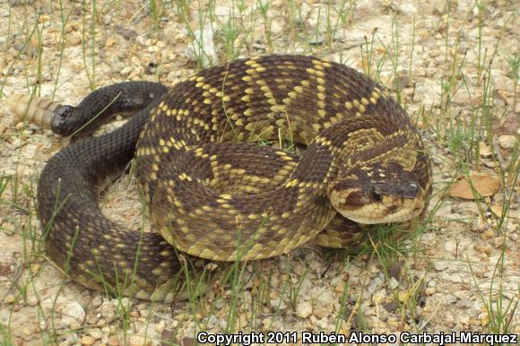 Mexican Black-tailed Rattlesnake (Crotalus molossus nigrescens)