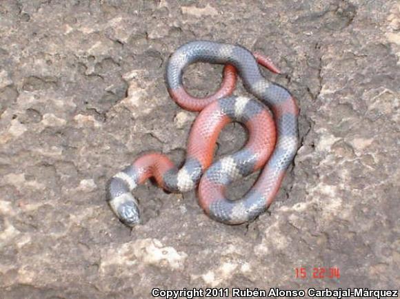 Michoacán Groundsnake (Sonora michoacanensis)