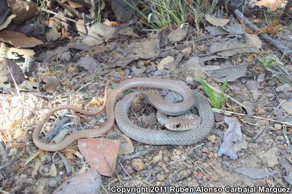 Mexican Whipsnake (Coluber mentovarius striolatus)