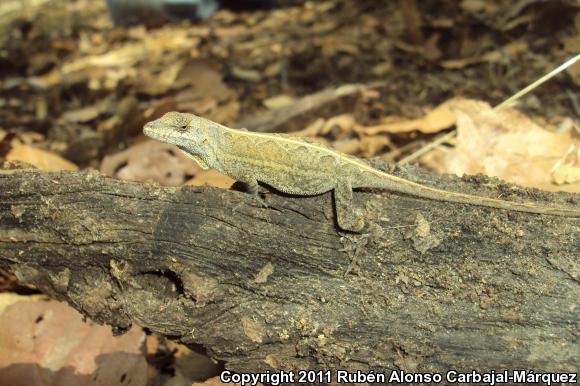 Clouded Anole (Anolis nebulosus)