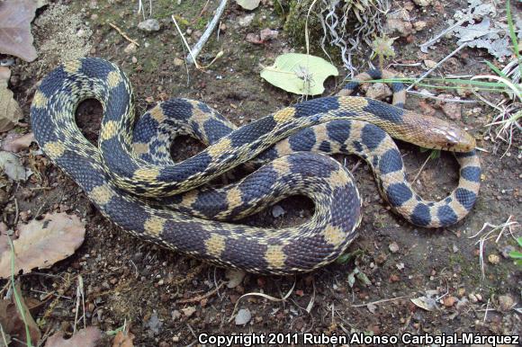 Mexican Bullsnake (Pituophis deppei)