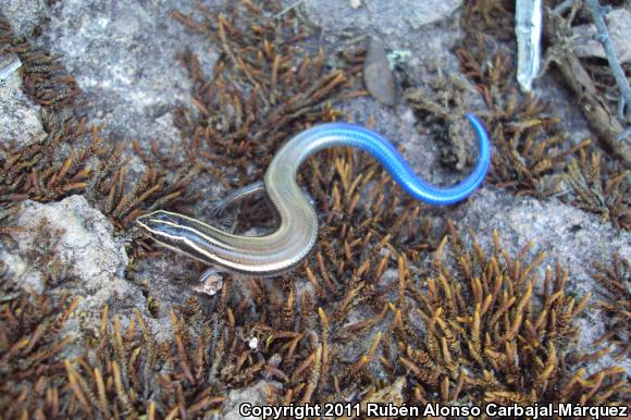 Oak Forest Skink (Plestiodon lynxe)