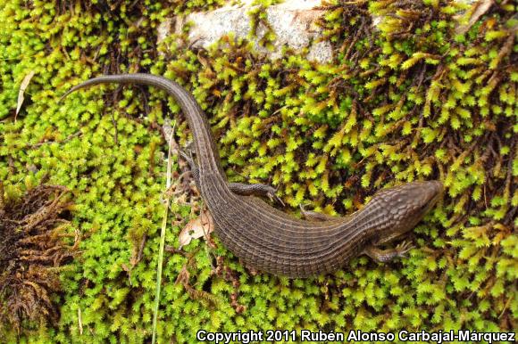 Transvolcanic Alligator Lizard (Barisia imbricata)