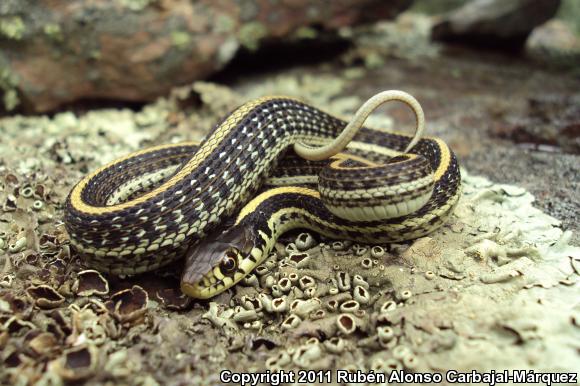 Mexican Gartersnake (Thamnophis eques)