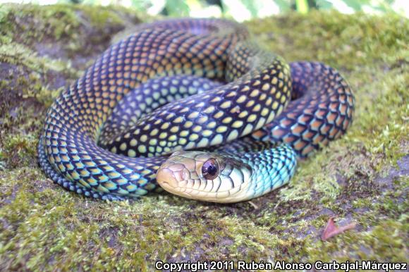 Speckled Racer (Drymobius margaritiferus)