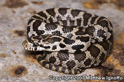 Western Foxsnake (Pantherophis vulpinus)