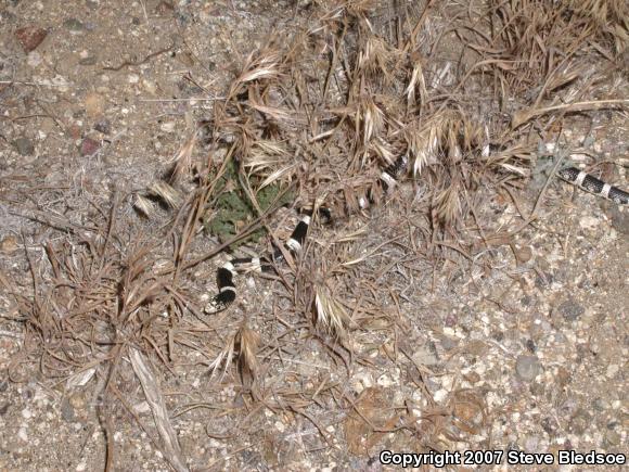 Western Long-nosed Snake (Rhinocheilus lecontei)