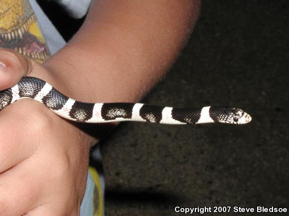 Western Long-nosed Snake (Rhinocheilus lecontei)