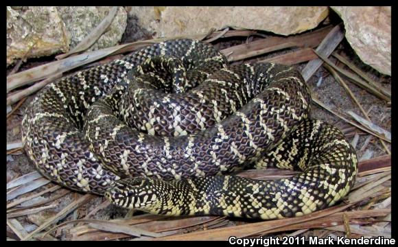 Florida Kingsnake (Lampropeltis getula floridana)