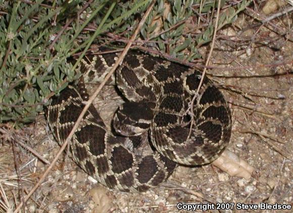 Southern Pacific Rattlesnake (Crotalus oreganus helleri)