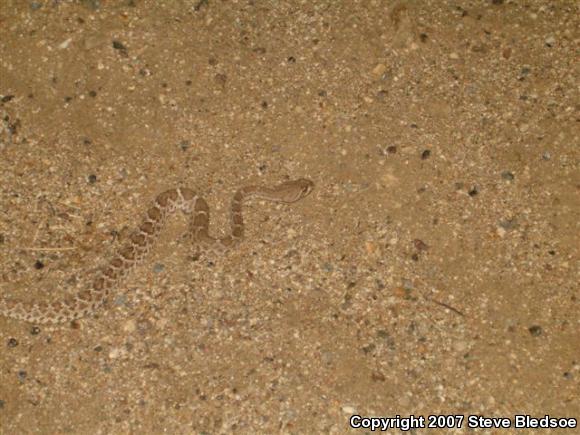 Red Diamond Rattlesnake (Crotalus ruber ruber)