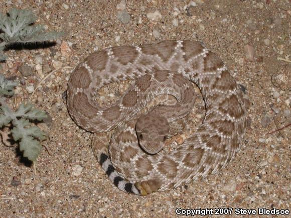 Red Diamond Rattlesnake (Crotalus ruber ruber)