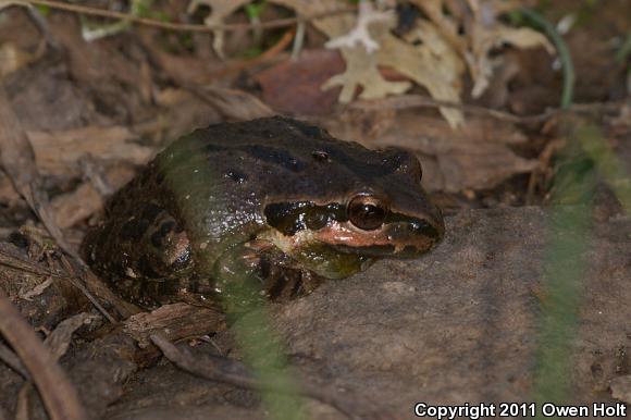 Sierran Treefrog (Pseudacris sierra)