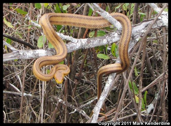 Eastern Ratsnake (Pantherophis alleghaniensis)