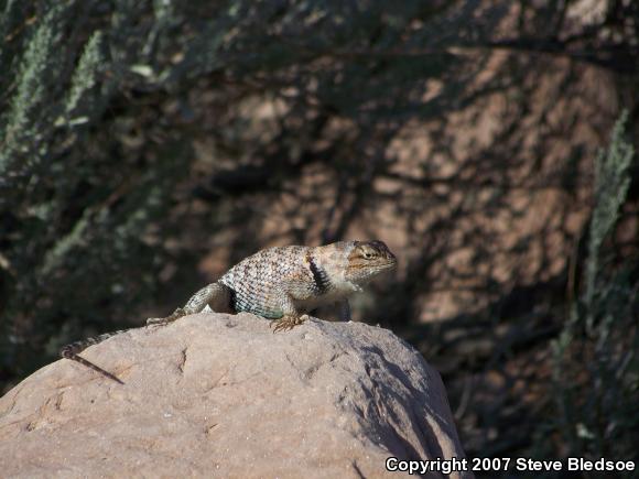 Orange-headed Spiny Lizard (Sceloporus magister cephaloflavus)