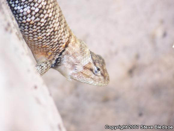 Orange-headed Spiny Lizard (Sceloporus magister cephaloflavus)