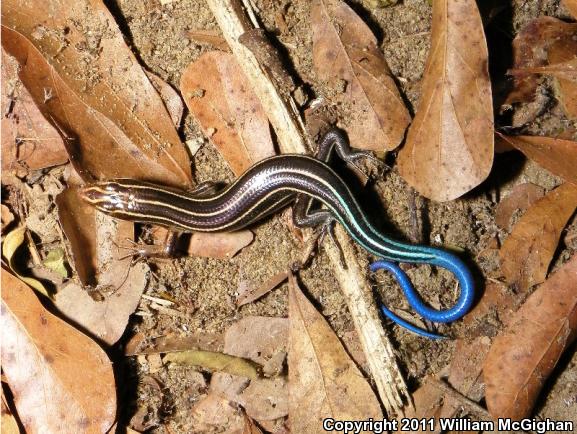 Broadhead Skink (Plestiodon laticeps)