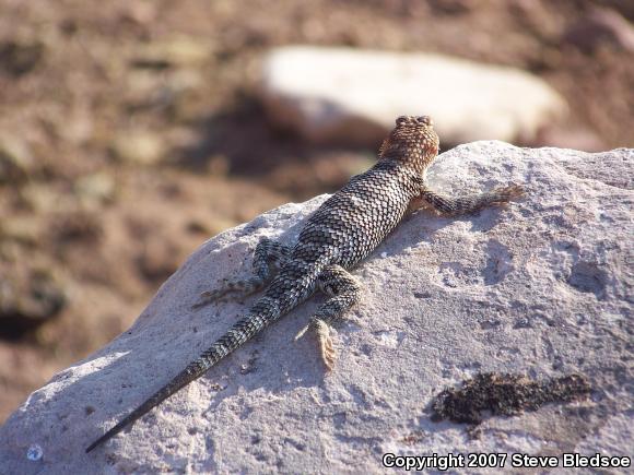 Orange-headed Spiny Lizard (Sceloporus magister cephaloflavus)